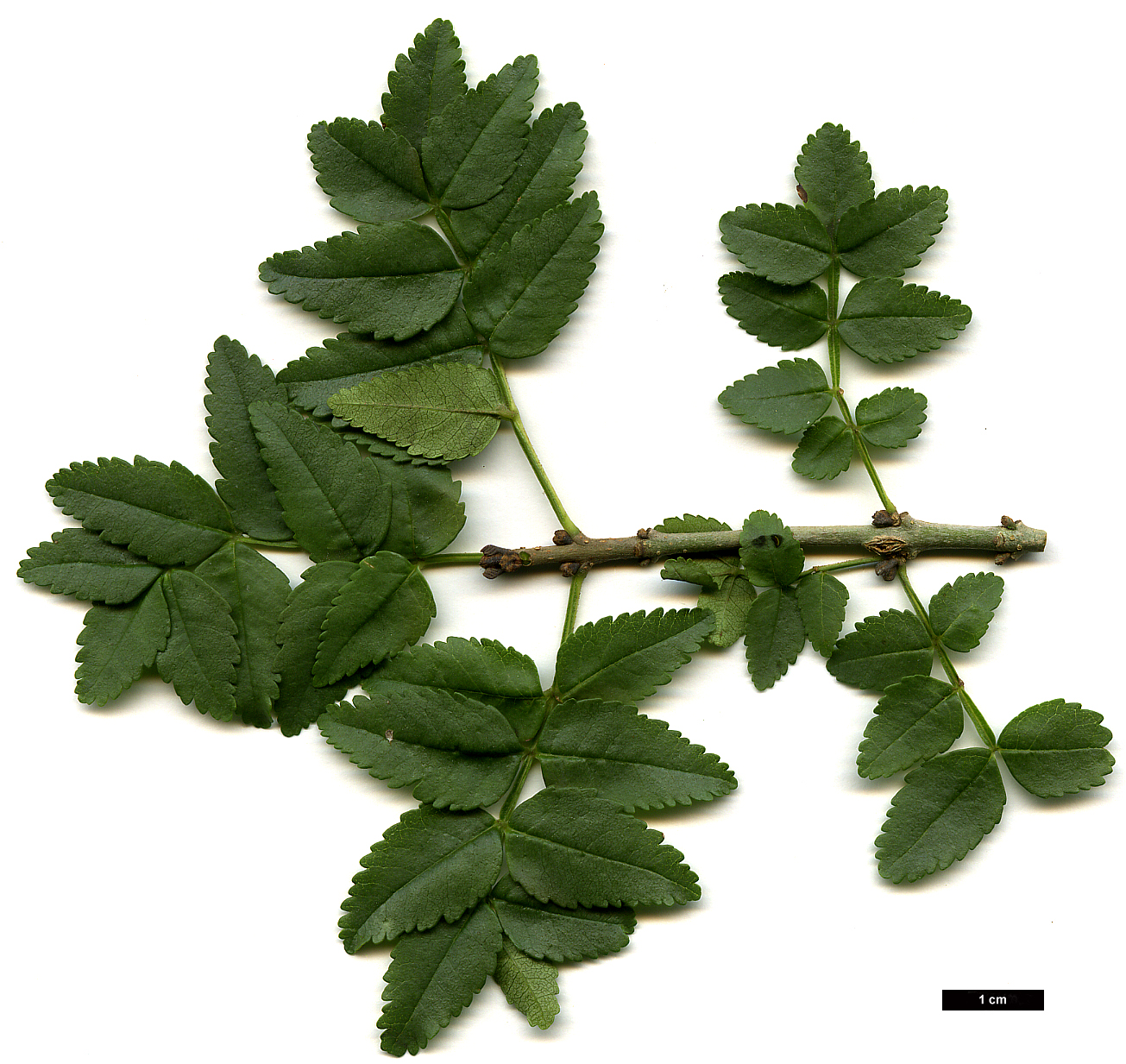 High resolution image: Family: Oleaceae - Genus: Fraxinus - Taxon: xanthoxyloides - SpeciesSub: var. dumosa